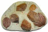 Wide Plate with Seven Fossil Leaves (Four Species) - Montana #377865-1